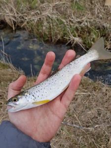Brown Trout
