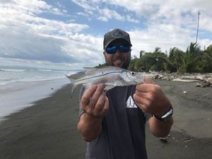 Pacific Snook