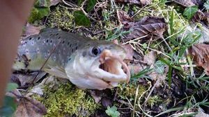 Brown Trout