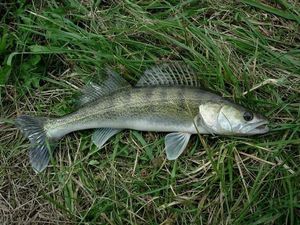 Zander
