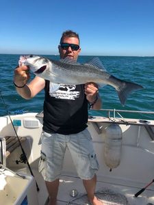 European Bass (Seabass)