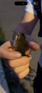 Black Bullhead