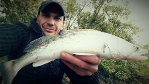 Zander