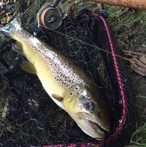 Brown Trout