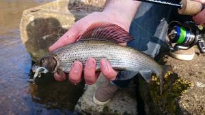 Grayling