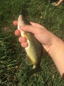 Largemouth Bass