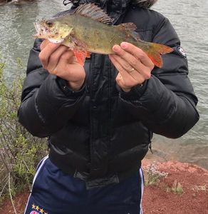 European Perch