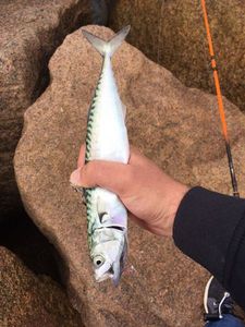 Mackerel