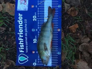 European Perch
