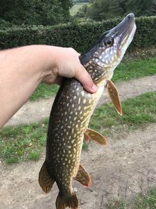 Northern Pike