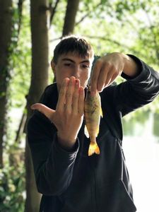 Nicolas Villatteさんが釣ったEuropean Perch
