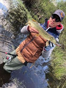 Northern Pike