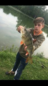 European Perch