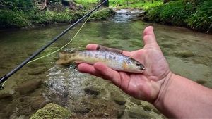 Brown Trout