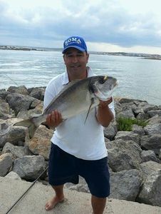 Gilthead Seabream