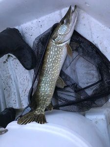 Northern Pike