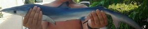 Requin Bleu (Peau Bleue)