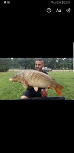 Common Carp