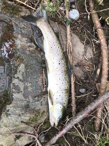 Brown Trout