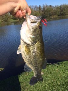 Largemouth Bass