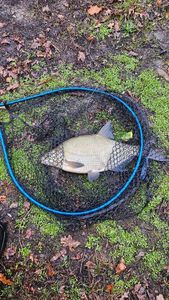 Common Bream