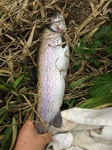 Rainbow Trout