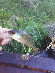European Perch