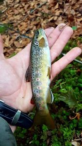 Brown Trout