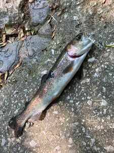 Rainbow Trout