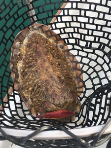 Common Cuttlefish