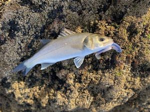 European Bass (Seabass)
