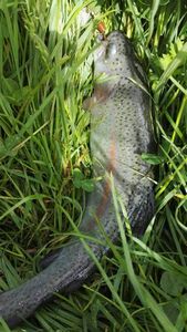 Rainbow Trout