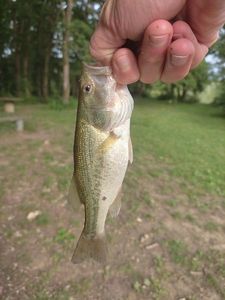 Largemouth Bass