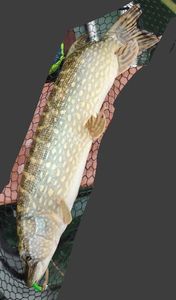 Northern Pike