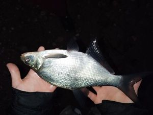 Common Bream