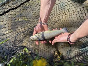 Brown Trout