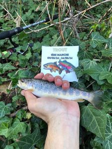 Brown Trout