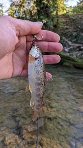 Brown Trout