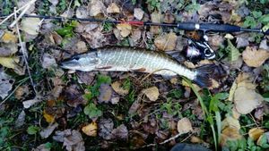 Northern Pike