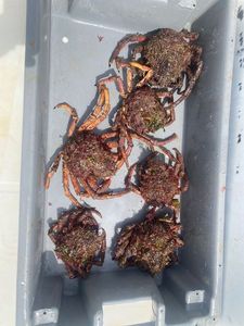 Common Spider Crab