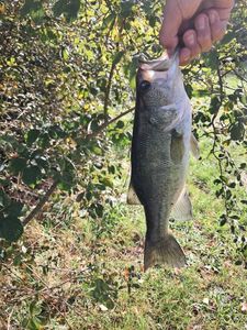 Largemouth Bass