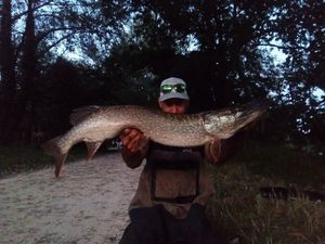 Northern Pike