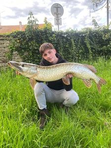Northern Pike
