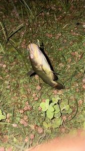 Black Bullhead