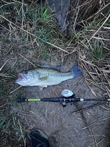 Largemouth Bass