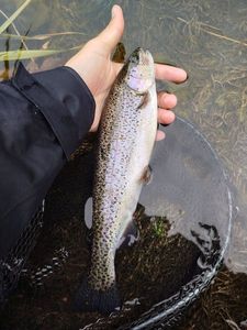 Rainbow Trout