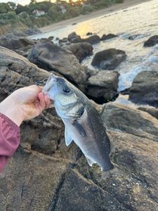 European Bass (Seabass)