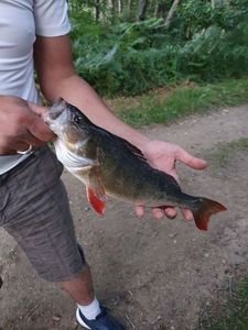 European Perch