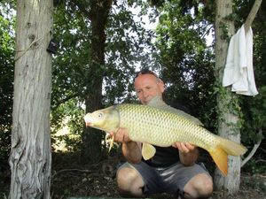 Common Carp