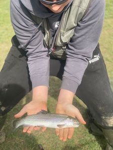 Rainbow Trout
